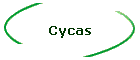 Cycas